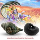 Sheshnag Shaligram Shila with God Vishnu Blowing Shankha Buy Online in USA/UK/Europe Sheshnag Shaligram Shila with God Vishnu Blowing Shankha Buy Online in USA/UK/Europe