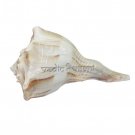 Exclusive Abhishek Shankh Buy Online in USA/UK/Europe Exclusive Abhishek Shankh Buy Online in USA/UK/Europe