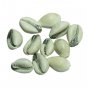 Parad filled Cowry  Buy Online in USA/UK/Europe