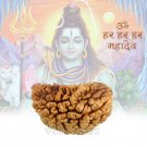 1 mukhi Rudraksha Online Store in USA/UK/Europe 1 mukhi Rudraksha Online Store in USA/UK/Europe