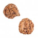 Chintamani Ganesha Rudraksha  Online Store in USA/UK/Europe