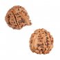 Chintamani Ganesha Rudraksha Online Store in USA/UK/Europe