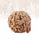 Lakshmi Ganesha Rudraksha Online Store in USA/UK/Europe