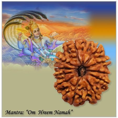 10 Mukhi Nepal Rudraksha https://www.vedicvaani.com/10-mukhi-nepal-rudraksha