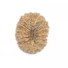 16 Mukhi Java Rudraksha Buy Online in USA/UK/Europe 16 Mukhi Java Rudraksha Buy Online in USA/UK/Europe