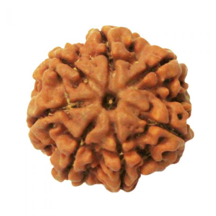 7 Mukhi Collector Buy Online in USA/UK/Europe