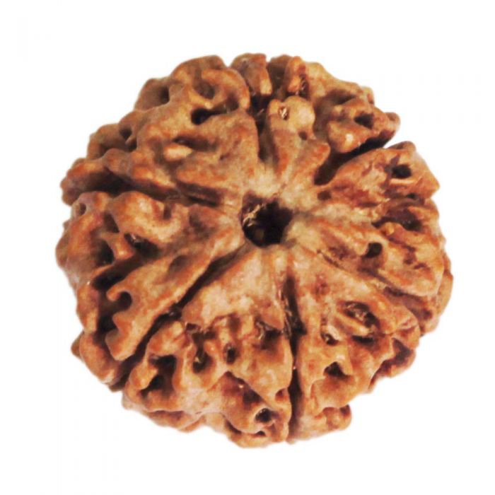 6 Mukhi CollectorOnline Store in USA/UK/Europe