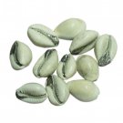 Parad filled Cowry Buy Online in USA/UK/Europe