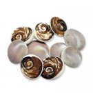 Gomati Chakra /Naag Chakra- Big Buy Online in USA/UK/Europe Gomati Chakra /Naag Chakra- Big Buy Online in USA/UK/Europe
