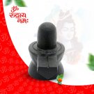 Shiva Linga Saligram from Gandaki River Nepal / Shivling Carved from Natural Shaligram Shila