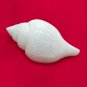 Puja Archana Abhishek Sacred Shanku
