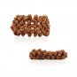 Five 5- Mukhi Punchmukhi Rudraksha Bracelet Adjustable Size (1 Pcs)