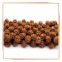 Five 5- Mukhi Punchmukhi Rudraksha Bracelet Adjustable Size (1 Pcs)