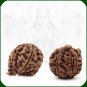 Gaja Laxmi Siddhi Rudraksha