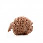 Lord Ganesha Gajmukha Lambodara Nepal Rudraksha (1 Pcs)