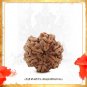 Shree Maha Ganpati Savar Sanmukha Nepali Rudraksha (1 Pcs)