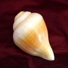 Vedic Vaani  Laxmi Narayne Blowing Shankham for Prosperity Happiness, Peace, Fame (1 Pcs)