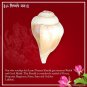Vedic Vaani  Laxmi Narayne Blowing Shankham for Prosperity Happiness, Peace, Fame (1 Pcs)