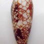 Conus omaria 52.4 mm #0161