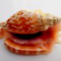 Strombus sinuatus 85.6 mm #0163