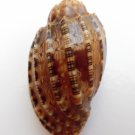 Harpa amouretta 42.6 mm #0165