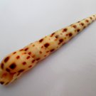 Oxymeris areolata 101.2 mm #0168