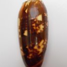 Oliva miniacea johnsoni 83 mm #0171