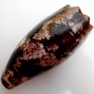 Conus geographus, 93.8 mm #0174