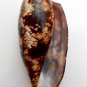 Conus geographus, 89.2 mm #0175