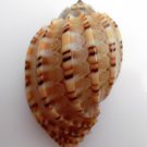 Harpa articularis 81 mm #0177