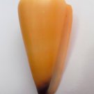 Conus virgo 84.1 mm #0178