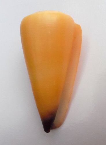 Conus virgo 84.1 mm #0178