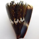 Conus capitaneus 54.6 mm #0179