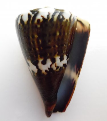 Conus capitaneus 54.6 mm #0179