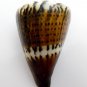 Conus capitaneus 54.6 mm #0179