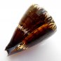 Conus capitaneus 72.1 mm #0180