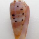 Conus circumcisus 58.4 mm #0185