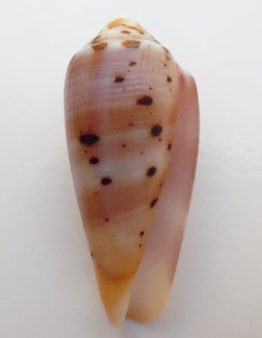 Conus circumcisus 58.4 mm #0185