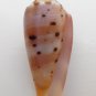 Conus circumcisus 58.4 mm #0185