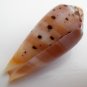 Conus circumcisus 58.4 mm #0185