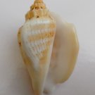 Strombus variabilis 51.7 mm #0186