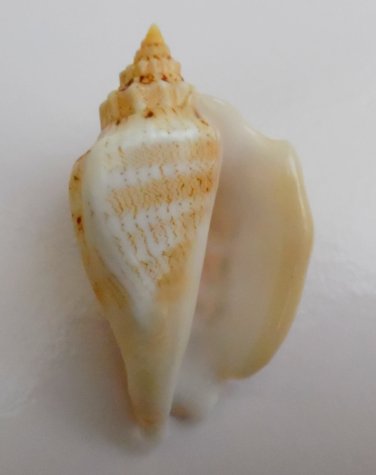 Strombus variabilis 51.7 mm #0186
