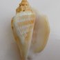 Strombus variabilis 51.7 mm #0186