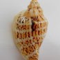Strombus variabilis 51.7 mm #0186