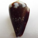 Conus rattus 33 mm #0187