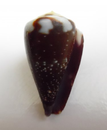 Conus rattus 33 mm #0187