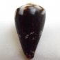 Conus rattus 33 mm #0187