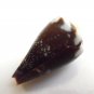 Conus rattus 33 mm #0187