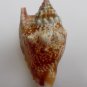 Strombus bulla 69.5 mm #0190