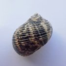 Nerita radiata 28.5 mm #0192